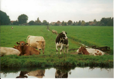 ook de koeien kijken ons na